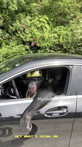 ramrai910888 giphygifmaker hey whats going on GIF