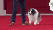 On My Way Running GIF by American Kennel Club