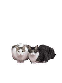 Pikun Sticker