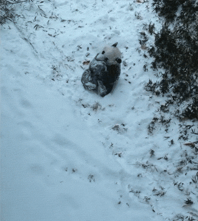 snow pandas GIF by Digg