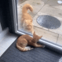 Let Me In Cats GIF by Respective
