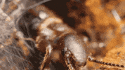 Bug Biology GIF by PBS Digital Studios