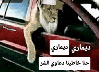Lion Algeria GIF