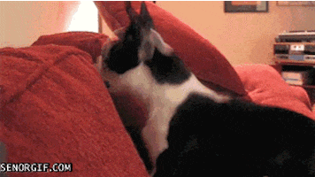 dog goofing GIF by Cheezburger