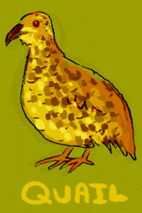 Orange Bird GIF