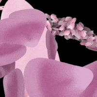 Cat Pink GIF