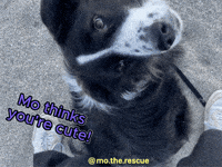 christienbakkker dog puppy adorable cute dog GIF