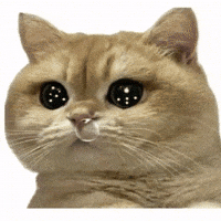猫猫 GIF