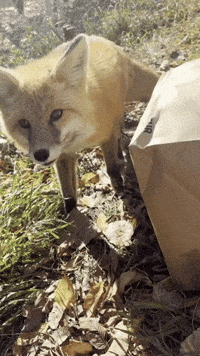 Red Fox GIF by Valley Zoo Development Society