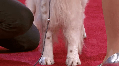 Hungry On My Way GIF by American Kennel Club
