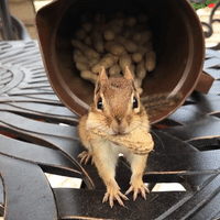 Chipmunk Stores Peanuts for Later