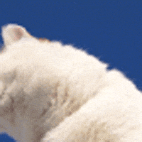 chicago bulls GIF