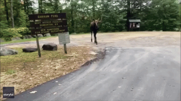 Moose on the Loose on New Hampshire Road