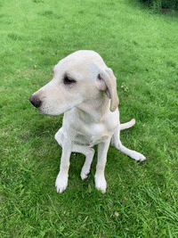 Labrador Retriever Dog GIF