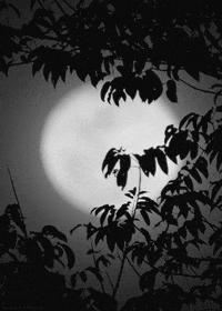 black and white moon GIF