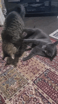 Cat GIF