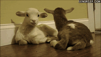 babies goats GIF by Cheezburger