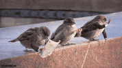 Birds Touch GIF