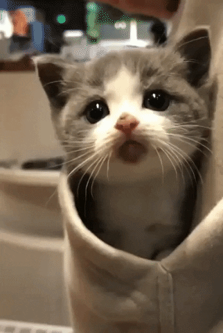 tingtinglu giphyupload GIF