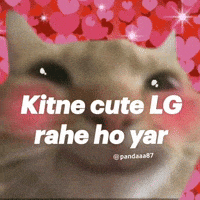 Cat Love GIF