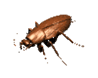 Bug Insect Sticker