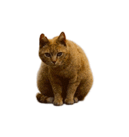 Cat Sticker by Piramid Studio
