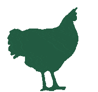 sicin-sasta fun green chicken ireland Sticker