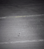 Garvvhs bird drift chaos drifting GIF