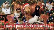 Merry Christmas GIF