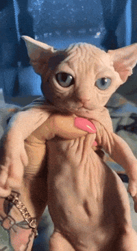 Tired Sphynx Cat GIF