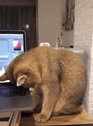 cuteanimalland giphyupload GIF