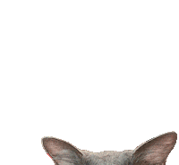 Cat Wink Sticker