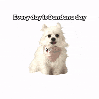 romeomama dog cute dog chihuahua dog bandana GIF