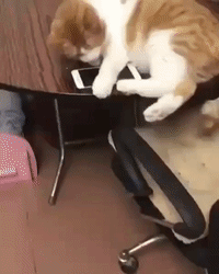 cute GIF