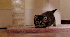 kitten GIF