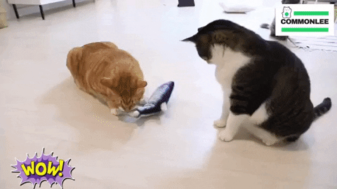 Fannab giphygifmaker GIF