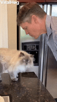 Cat Grabs Dad For Kiss