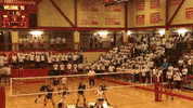 setonhilluniversity griffin griffins seton hill seton hill university GIF