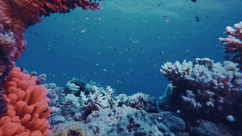 Coral Reef Swimming GIF by ATLAST