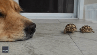 Tiny Tortoise 'Boops' Golden Retriever's Nose