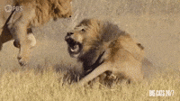 Lion Roaring on the Savannah