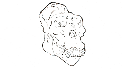 janicechun giphyupload animal skull morph GIF