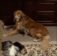 Golden Retriever Lol GIF by The BarkPost