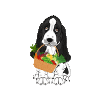 Basset Hound Basket Sticker