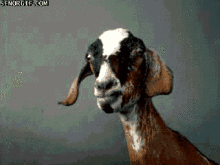 goat GIF by Cheezburger