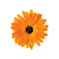Flower Sticker by Livia Farkas @ urban:eve