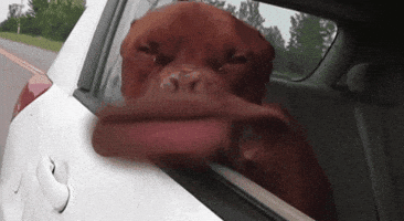 Video gif. Dog is sitting in a car with its head out the window. The wind is blowing through lips and the skin on its jaw flaps crazily.