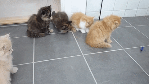 play kittens GIF