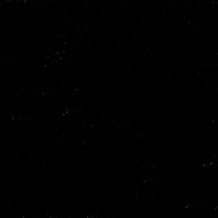 Digital art gif. In bright green, all-caps font, words appear in front of us that read "End marijuana arrests, end marijuana injustice, end marijuana convictions," against a black background.