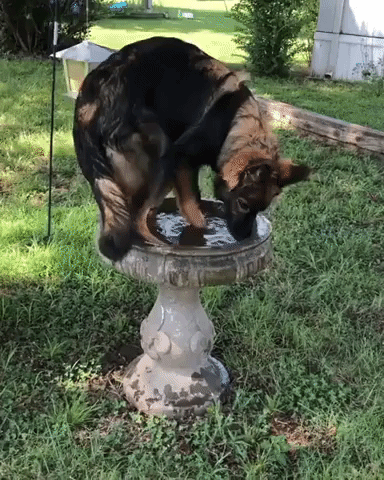 Dog Uses Bird Bath to Cool Down 